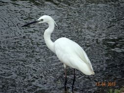 white heron on the water