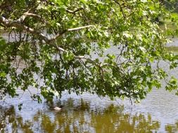 Large tree on a lake