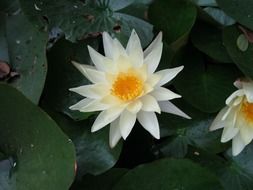 water lilies with sharp petals