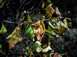 autumn leaves on dark branches closeup