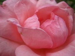 rose with pink petals close-up on blurred background