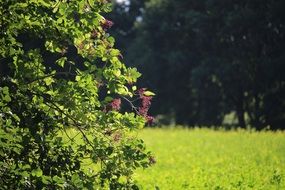 autumn elder in a meadow