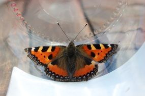 Black and orange butterfly