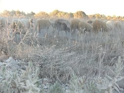 A lot of sheeps