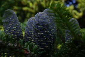 gray cones on plants