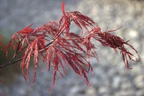 Close-up of the beautiful red Japanese maple leaves