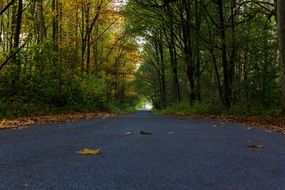 asphalt road among the autumn forest