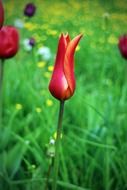 natural red tulips in spring