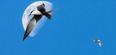 photo of seagulls on the background of the moon