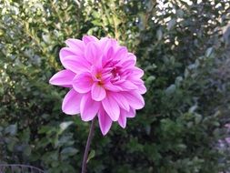 extraordinarily beautiful petals