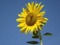 little bee on a big sunflower