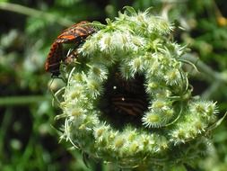 picture of the insects is on a flower