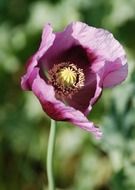 terrific poppy hadji plant