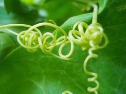 tendrils of green tropical plant close up