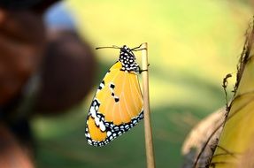 danaus chrysippus butterfly on a branch