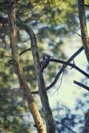 Living nature in forest