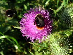Close-up of the bee on the purple flower