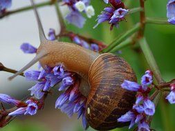 snail shell flower leaf slowly violent