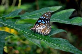 butterfly on green leaves in the forest