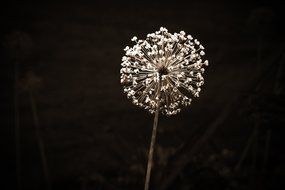 Close up picture of the white plant