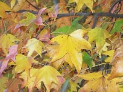 Leaves of maple in autumn close-up