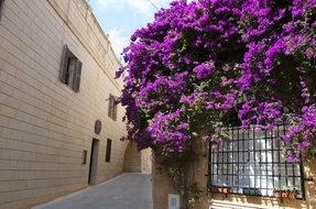 purple bouganvilla flowers on alley