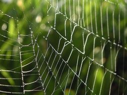 spider webs with water drops at colorful plants background