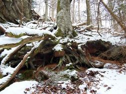 Tree root in the winter