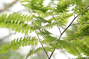 gorgeous leaves tiny