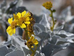 yellow flower nature flora beautiful