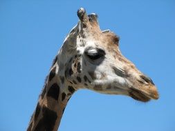 portrait of a giraffe