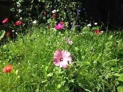 charming meadow flowers