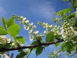 blossoming tree in Germany