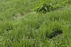 green grass in the meadow in summer