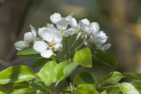 Beautiful white flowers with green leaves on a tree in spring