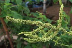 perfectly charming amaranth flower