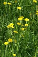 yellow dandelion flowers closeup shot