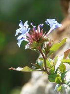 plant with blue flowers