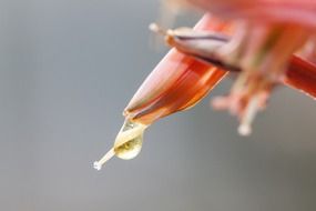 macro photo of delicate flower with drops of water