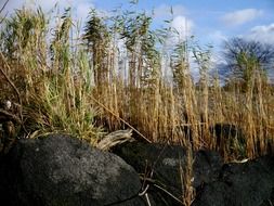 Beautiful and colorful reed among the stones at blue sky with white clouds