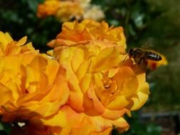 bee near the bush of a yellow rose