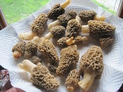 mushrooms lie on a white napkin
