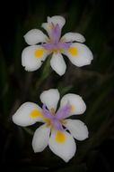 two flowers on a black background