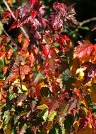 fred all foliage in sunny day