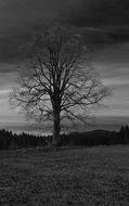Blac and white lone tree