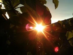 evening sunlight in leaves