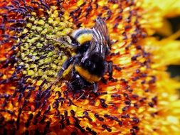 Bumble-bee on the sunflower