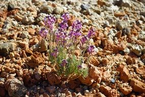 lavender bush