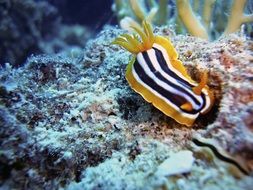 striped Nudibranch underwater