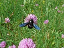 carpenter bee on violet flower macro